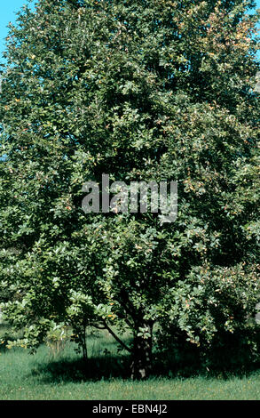 gemeinsamen Mehlbeere (Sorbus Aria), einziger Baum Stockfoto