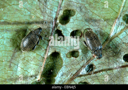 Buche floh Rüsselkäfer, Buche Blatt Bergbau Rüsselkäfer, Buche Leafminer (Rhynchaenus Fagi), zwei Käfer auf einem infizierten Blatt Stockfoto