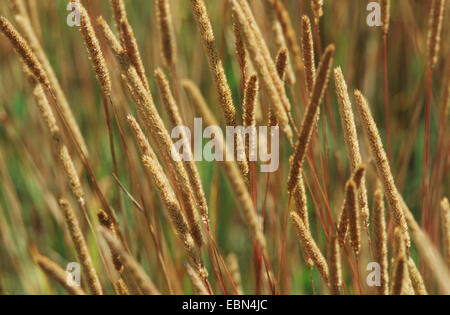 lila-Stamm der Katze-Tail (Phleum Phleoides), Blütenstände Stockfoto