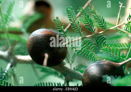 Thorn (Acacia Drepanolobium), geschwollen Dornen für Ameisen Pfeifen Stockfoto