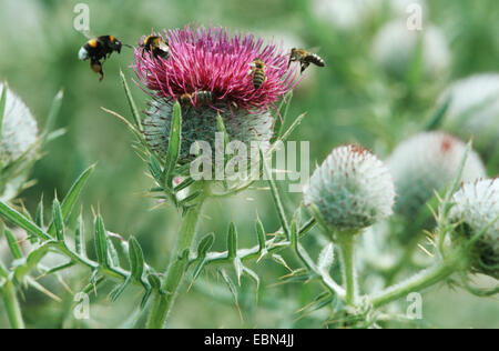 wollige Distel (Cirsium Wollgras), blüht mit Bumbel Bienen und Bienen Stockfoto