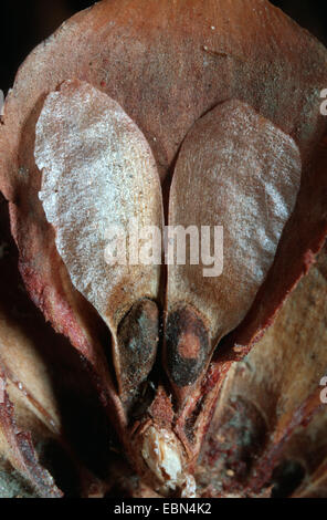 Gemeine Fichte (Picea Abies), Samen Stockfoto