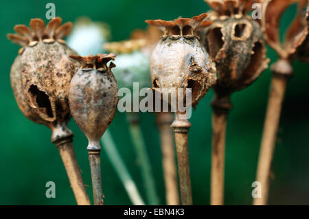 Schlafmohn (Papaver Somniferum), "Kapseln" Stockfoto