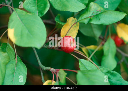 Manchurian Apple, Sibirischer Holzapfel, Manchurian Holzapfel (Malus sogar, Malus Baccata var. sogar), mit Früchten Stockfoto