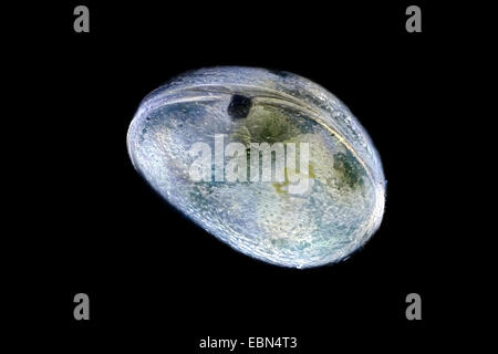 Muschelkrebsen, Schale bedeckt Krustentier, seed Garnelen (Ostracoda) im Dunkelfeld Stockfoto