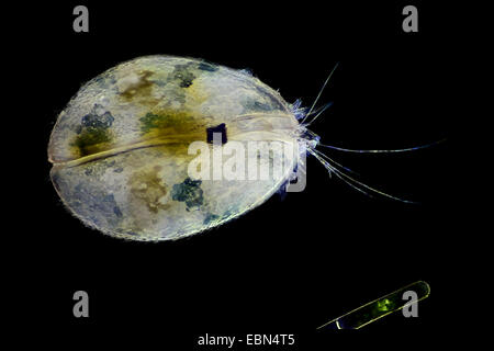 Muschelkrebsen, Schale bedeckt Krustentier, seed Garnelen (Ostracoda) im Dunkelfeld Stockfoto