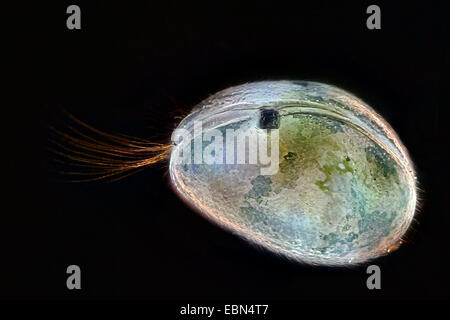 Muschelkrebsen, Schale bedeckt Krustentier, seed Garnelen (Ostracoda) im Dunkelfeld Stockfoto