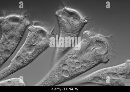 Vorticella (Vorticella spec.), differential Interferenz-Kontrast Stockfoto