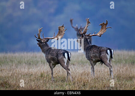 Damhirsch (Dama Dama, Cervus Dama), Hirsche stehen auf einer Wiese, Ritual vor dem Kampf, Dänemark, Sjaelland Stockfoto