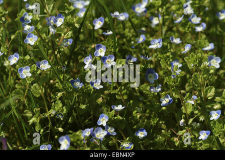 Buxbaums Ehrenpreis, persischer Ehrenpreis (Veronica Persica), blühen, Deutschland Stockfoto