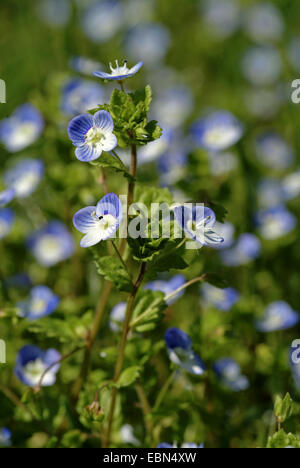 Buxbaums Ehrenpreis, persischer Ehrenpreis (Veronica Persica), blühen, Deutschland Stockfoto