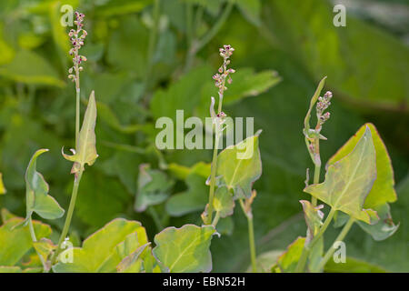 Echte französische Sauerampfer, französischer Sauerampfer (Rumex Scutatus), blühen, Deutschland Stockfoto