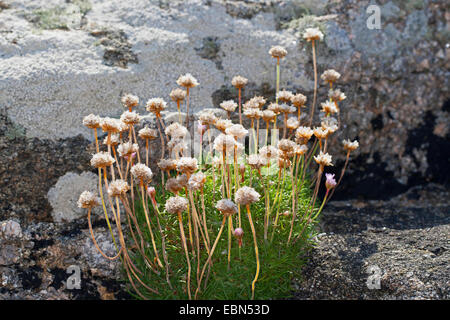 Meer Sparsamkeit, westlichen Sparsamkeit (Armeria Maritima), Welk, Deutschland Stockfoto