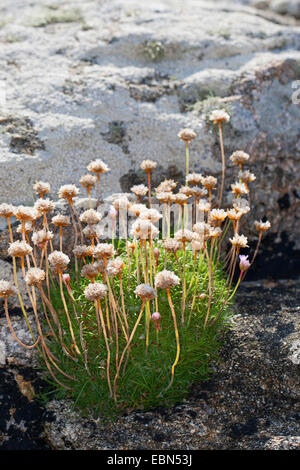 Meer Sparsamkeit, westlichen Sparsamkeit (Armeria Maritima), Welk, Deutschland Stockfoto