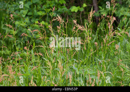 grüne Sauerampfer, rote Sauerampfer, Sauerampfer, Sauerampfer, Garten Sauerampfer (Rumex liegen), blühen in einer Wiese, Deutschland Stockfoto