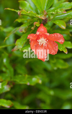 Granatapfel, Anar (Punica Granatum), Blume Stockfoto
