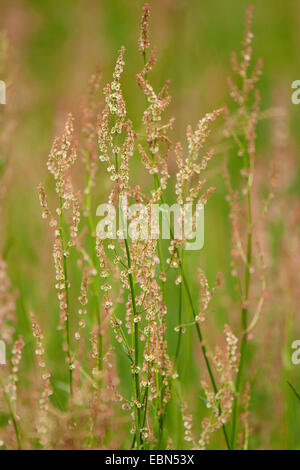 grüne Sauerampfer, rote Sauerampfer, Sauerampfer, Sauerampfer, Garten Sauerampfer (Rumex liegen), blühen in einer Wiese, Deutschland Stockfoto