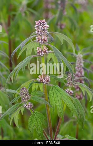 Motherwort, Throw-Scharte, Lion Ohr, Schweif des Löwen (Herzgespann Cardiaca SSP. Villosus, Herzgespann Villosus), blühen, Deutschland Stockfoto