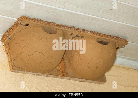 gemeinsamen Mehlschwalbe (Delichon Urbica), nisten Beihilfen für Mehlschwalben unter einem Dach, Deutschland Stockfoto