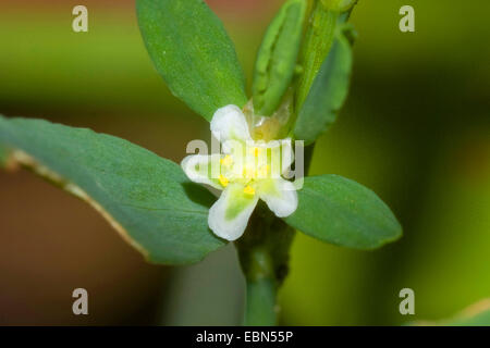 Gemeinsamen Knotgrass, Birdweed, Fuchsschwanz, Lowgrass (Polygonum Aviculare, Polygonum Aviculare Agg.), Blume, Deutschland Stockfoto