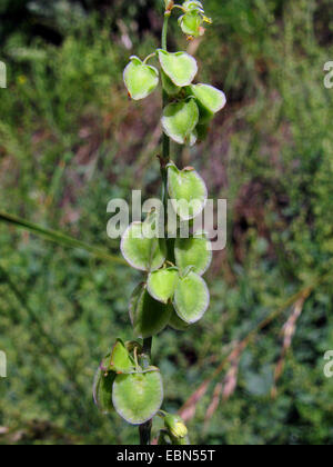 Echte französische Sauerampfer, französischer Sauerampfer (Rumex Scutatus), Fruchtstand, Deutschland Stockfoto