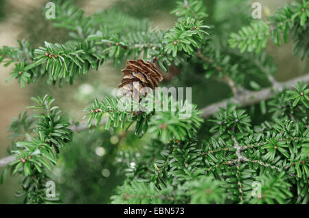 Norther japanische Hemlocktanne (Tsuga Diversifolia), Zweig mit Konus Stockfoto