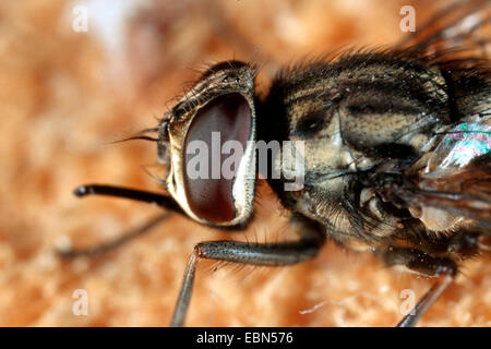 stabile Hund fliegen, fliegen, Closeup, beißende Stubenfliege (Stomoxys Calcitrans) Stockfoto