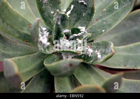 Schmierlaus (Pseudococcus spec.), auf Aeonium buliforme Stockfoto