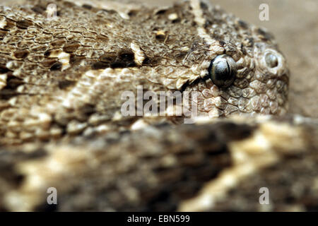 Blätterteig-Addierer (Bitis Arietans, Bitis Lachesis), portrait Stockfoto