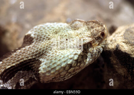 Holz-Klapperschlange (Crotalus Horridus Atricaudatus), portrait Stockfoto