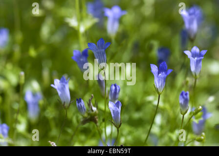 Efeu-leaved Glockenblume (Wahlenbergia Hederacea), blühen, Deutschland Stockfoto