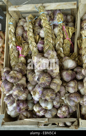 gemeinsamen Knoblauch (Allium Sativum), Zöpfe Knoblauch auf einem Gemüsemarkt, Frankreich, Bretagne, Erquy Stockfoto