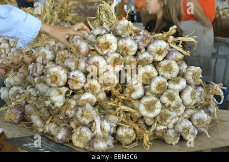 gemeinsamen Knoblauch (Allium Sativum), frischen Knoblauch auf einem Gemüsemarkt, Frankreich, Bretagne, Erquy Stockfoto