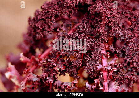 Grünkohl (Brassica Oleracea var. Sabellica, Brassica Oleracea Convar. Acephala var. Sabellica), Sorte Rote Palme Stockfoto