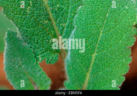 Muskatellersalbei (Salvia Sclarea), Blätter Stockfoto