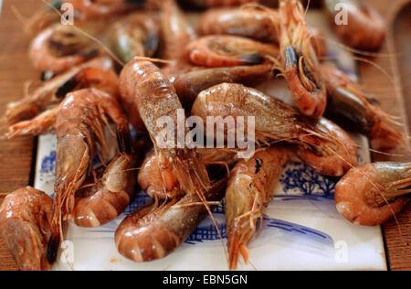 gemeinsamen Garnelen, gemeinsame europäische Garnelen, Nordseegarnele (Crangon Crangon), auf dem Tisch, gekocht und darauf warten, geschält werden Stockfoto