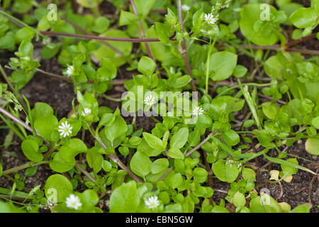 gemeinsamen Vogelmiere (Stellaria Media), blühen, Deutschland Stockfoto