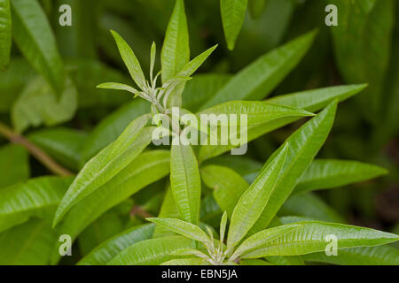 Zitronenverbene, Zitrone Beebrush (Aloysia Triphylla, Lippia Citirodora, Aloysia Citriodora, Aloysia Citrodora), Blätter Stockfoto