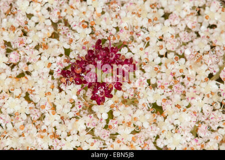 Wilde Möhre, Karotte Meer, Vogelnest, des Bischofs Spitze, Queen Anne es Lace (Daucus Carota SSP. Gummifer, Daucus Gummifer), Zentrum der Dolde mit dunklen Blüten Stockfoto