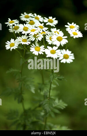 geruchlos Mutterkraut (Tanacetum Corymbosum) blühen, Deutschland Stockfoto