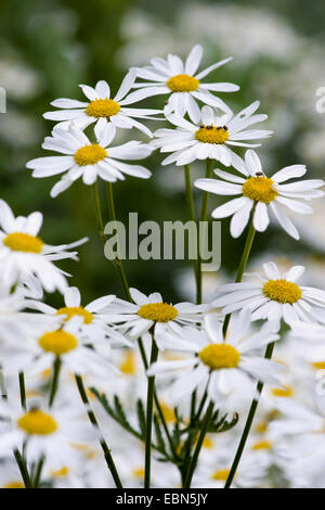 geruchlos Mutterkraut (Tanacetum Corymbosum) blühen, Deutschland Stockfoto