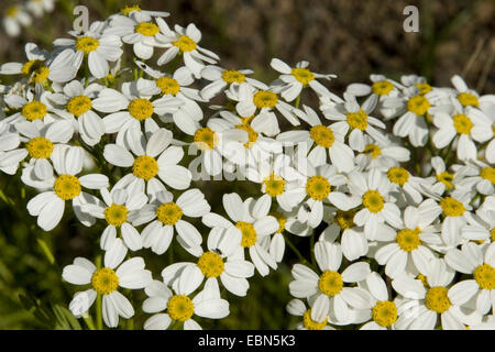 Daisy der Rainfarn (Tanacetum Ferulaceum var. Latipinnum), blühen, Kanarische Inseln, Gran Canaria Stockfoto