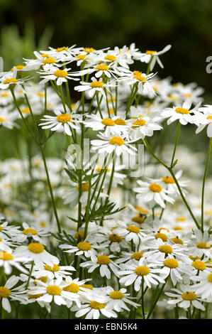 geruchlos Mutterkraut (Tanacetum Corymbosum) blühen, Deutschland Stockfoto