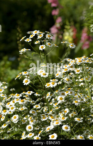 Featherfew, Mutterkraut, Feder-Blatt Rainfarn (Tanacetum Parthenium, Chrysanthemum Parthenium) blühen, Deutschland Stockfoto