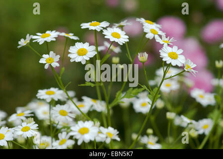 Featherfew, Mutterkraut, Feder-Blatt Rainfarn (Tanacetum Parthenium, Chrysanthemum Parthenium) blühen, Deutschland Stockfoto