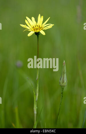 Oriental etwa Béart, Jack-Go-To-Bed-At-Noon (Tragopogon Pratensis Subspecies Orientalis, Tragopogon Orientalis), blühen, Schweiz Stockfoto