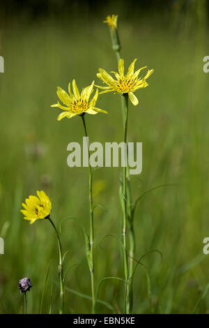 Oriental etwa Béart, Jack-Go-To-Bed-At-Noon (Tragopogon Pratensis Subspecies Orientalis, Tragopogon Orientalis), blühen, Schweiz Stockfoto