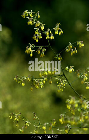 kleiner Wiesenraute (Thalictrum minus), blühen, Deutschland, BG HD Stockfoto