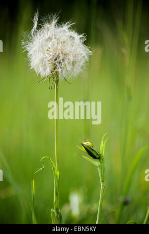 Oriental etwa Béart, Jack-Go-To-Bed-At-Noon (Tragopogon Pratensis Subspecies Orientalis, Tragopogon Orientalis), Fruchtbildung, Schweiz Stockfoto