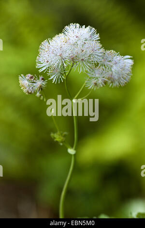 Größere Wiesenraute (Thalictrum Aquilegiifolium), Blütenstand, Deutschland Stockfoto